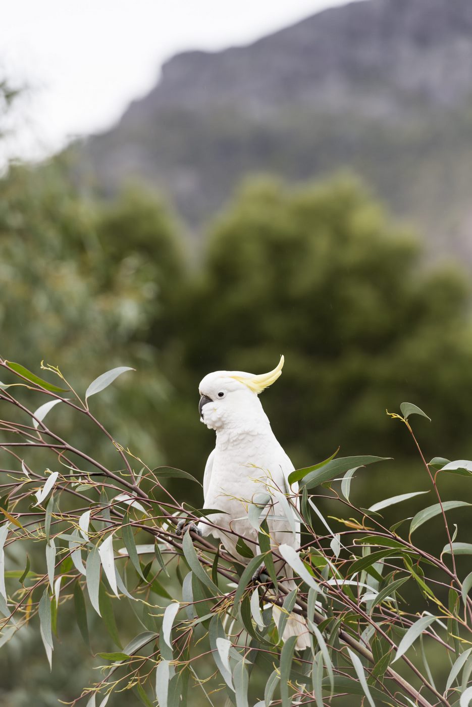 grampians tour