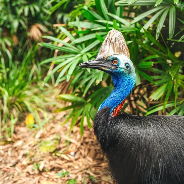 7 day premium queensland tour