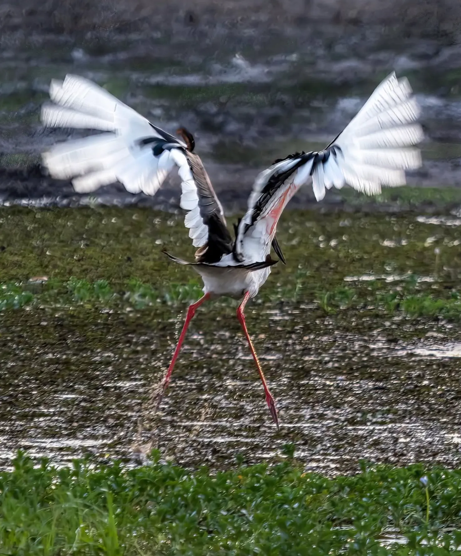 A Birdwatchers’ and Nature Lovers’ Paradise