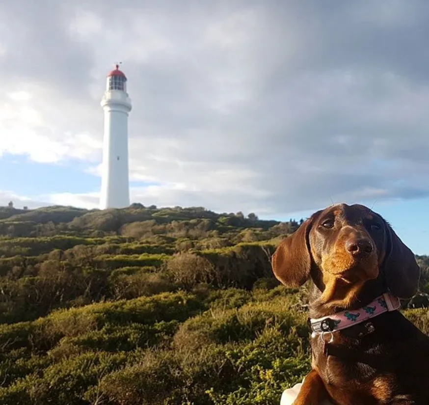 A Journey Along the Surf Coast