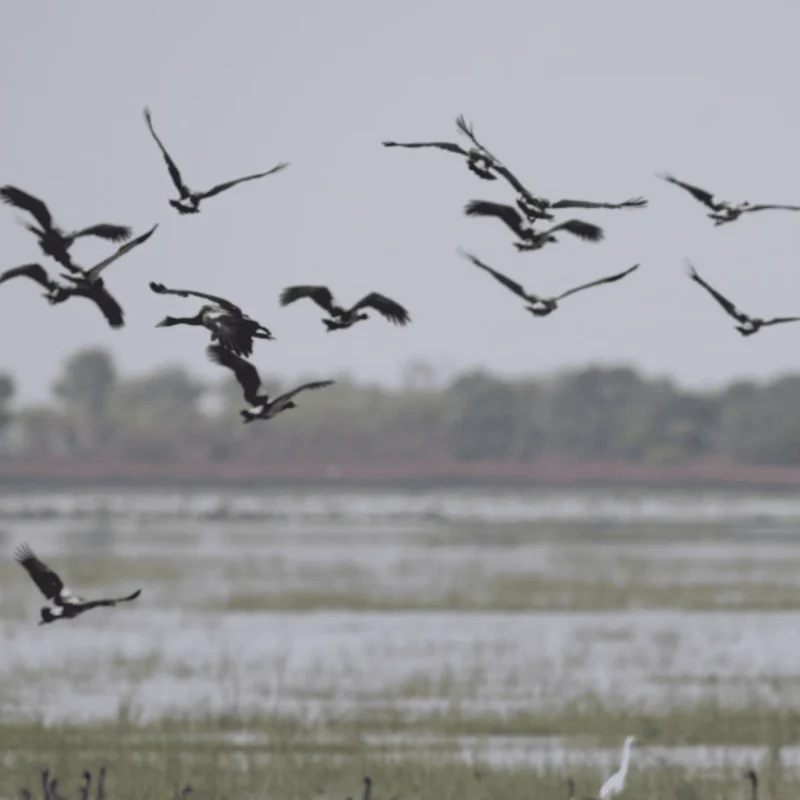 A guide to the Kakadu wetlands