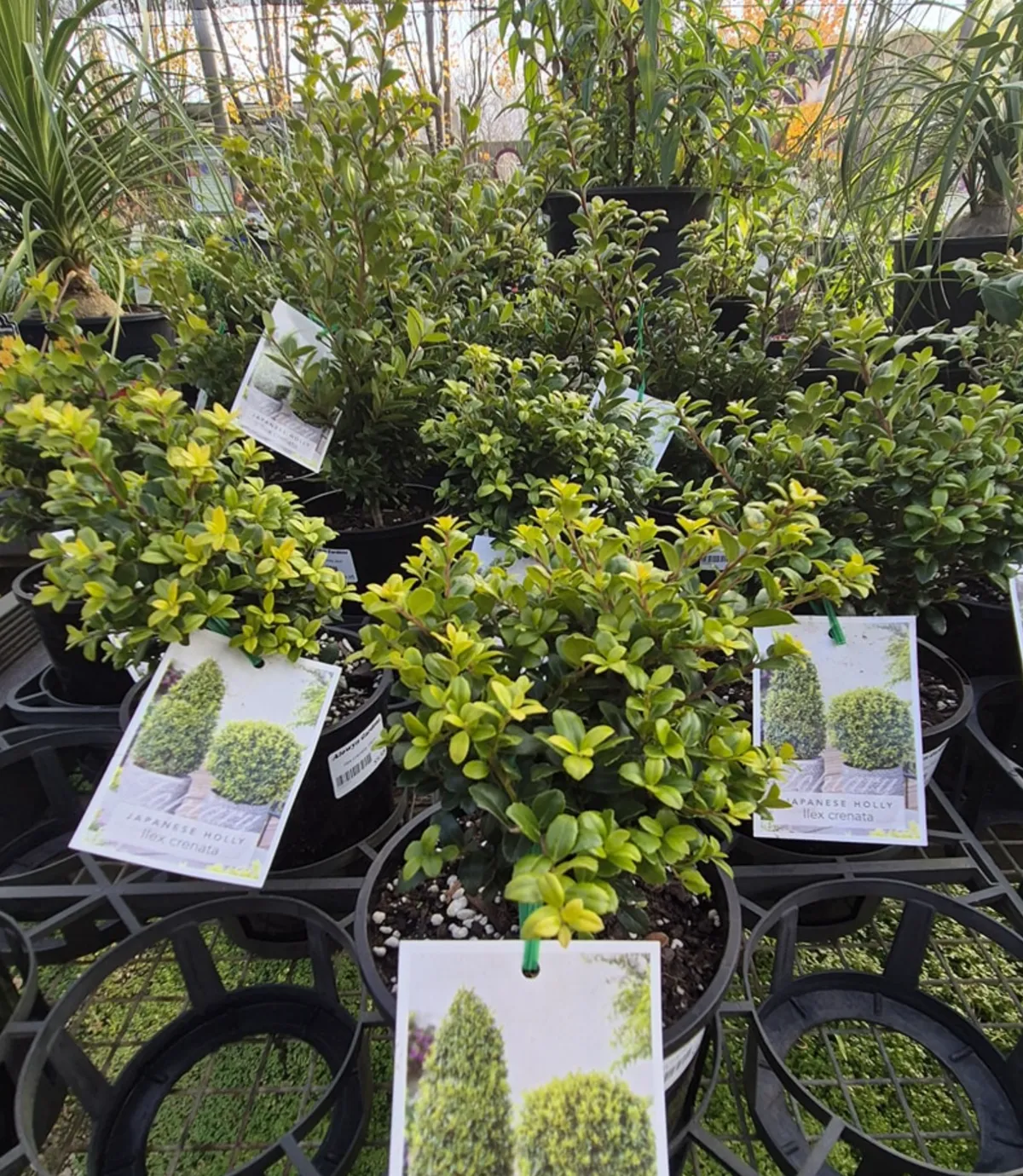Alowyn Gardens Plants for Sale