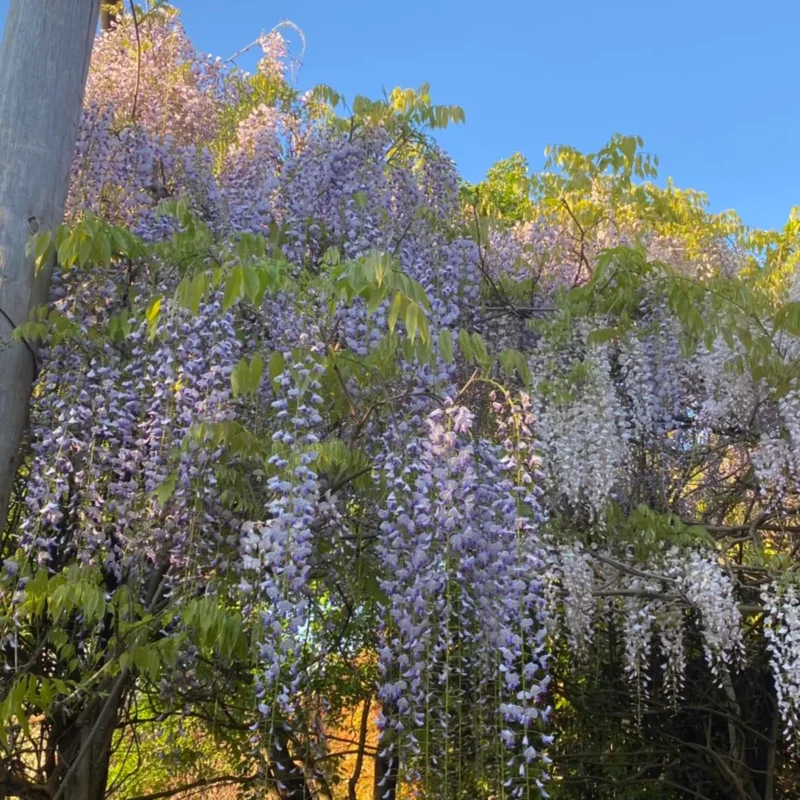 Alowyn Gardens and Nursery