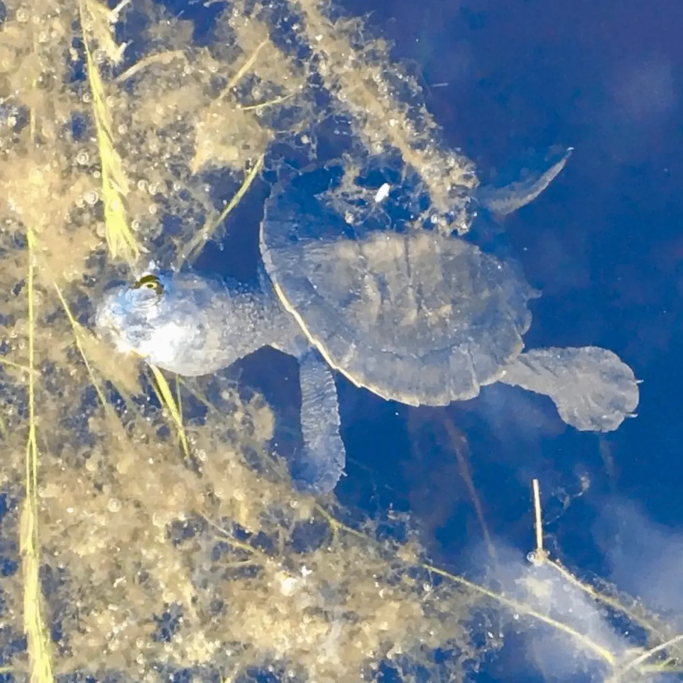 Amphibian australia