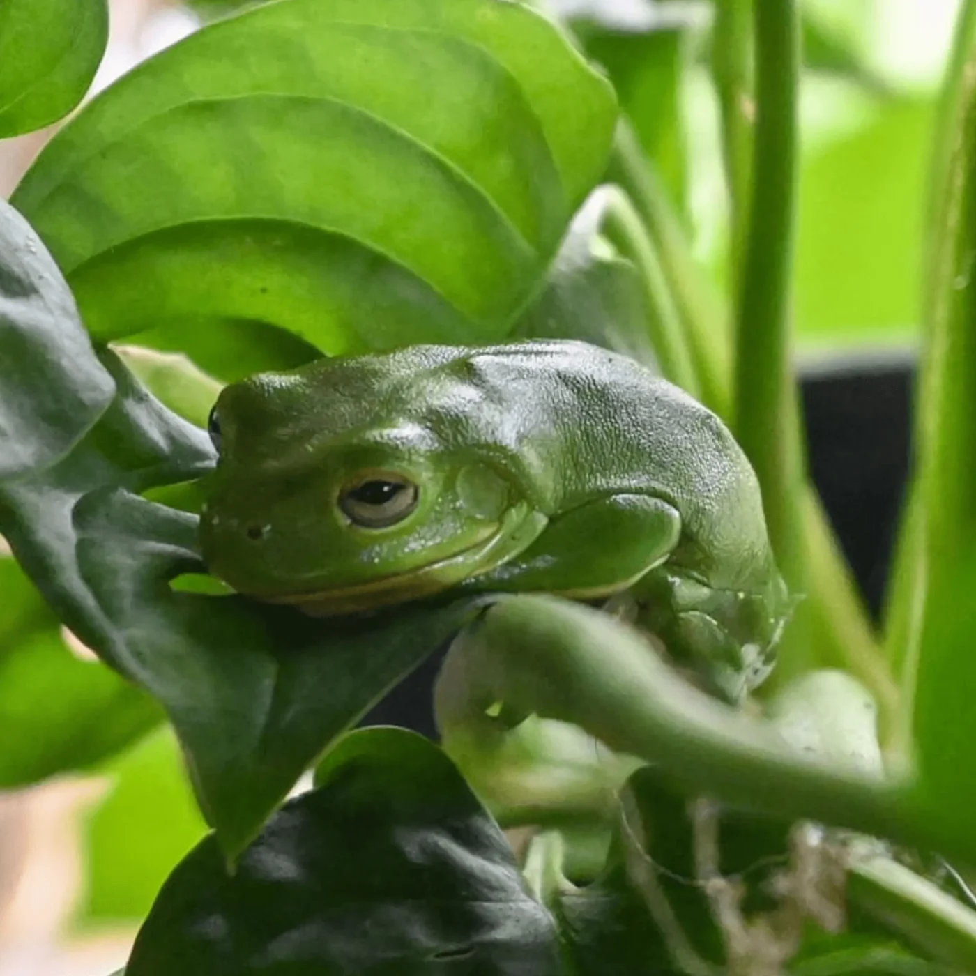 Amphibians