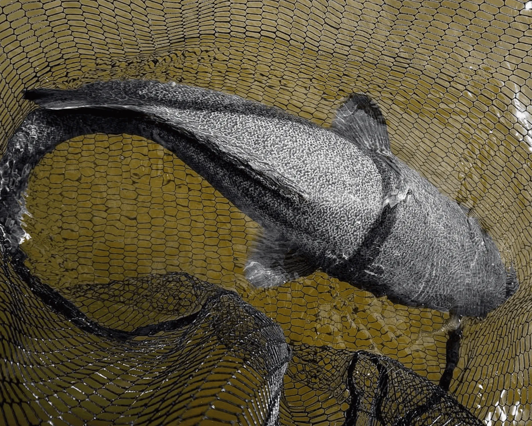 Angling at South Alligator River