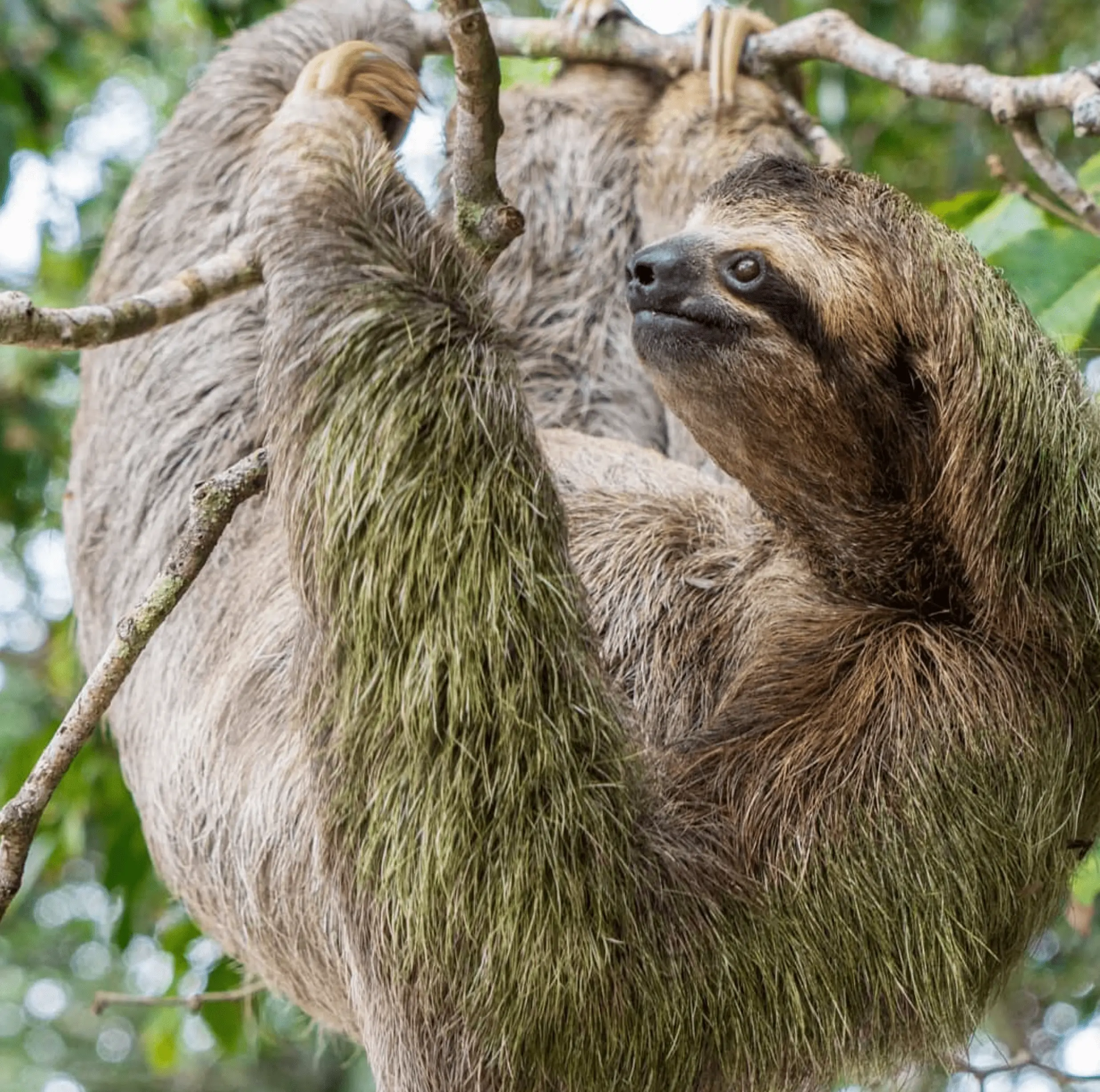 Arboreal Mammals​