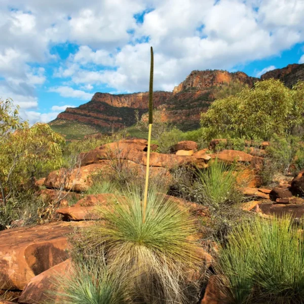 Adelaide to Uluru Trips