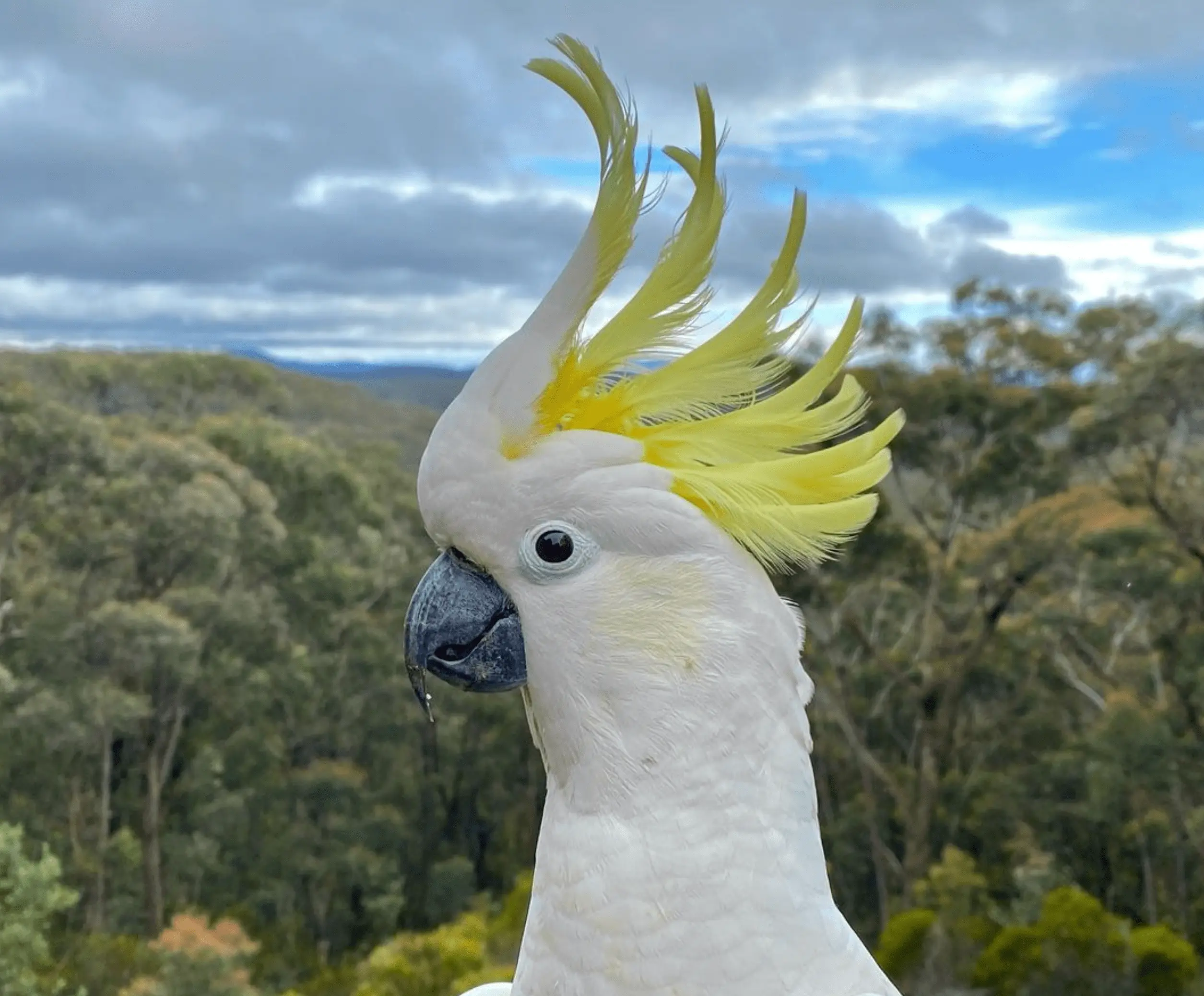 Astralian Birds