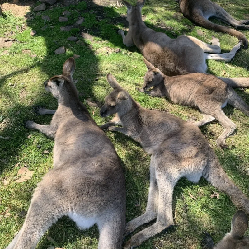 Aussie Kangaroos