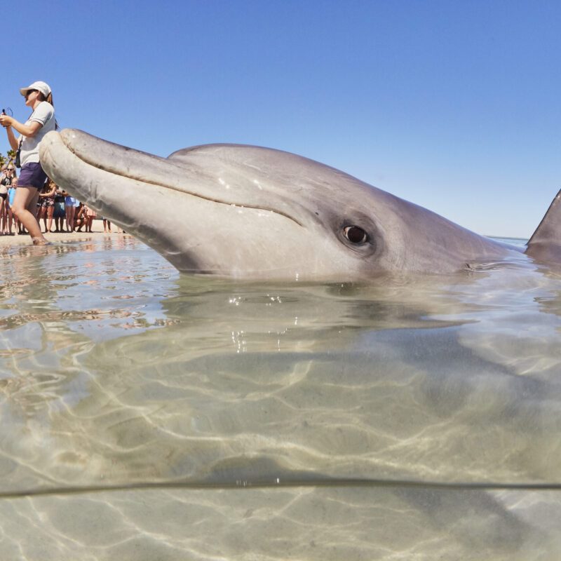 Monkey Mia Dolphins