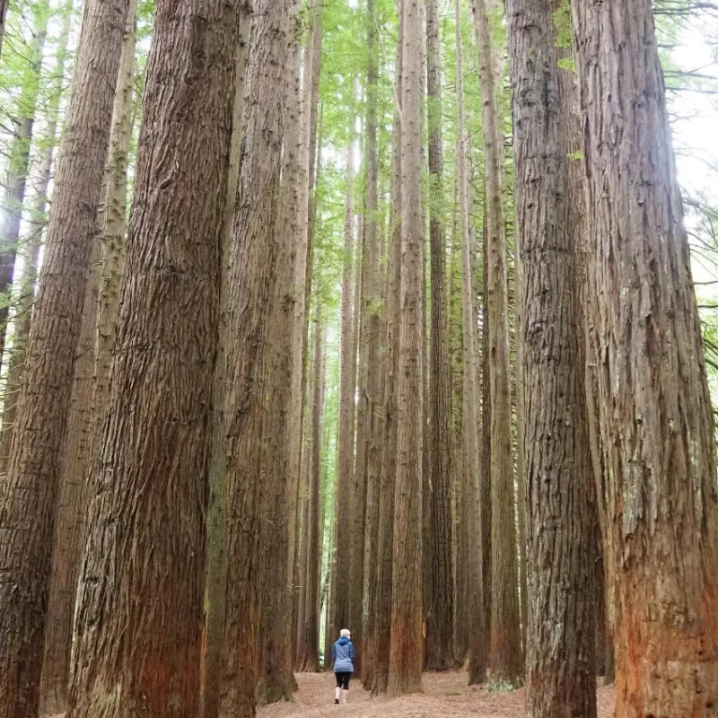 Beech Forest