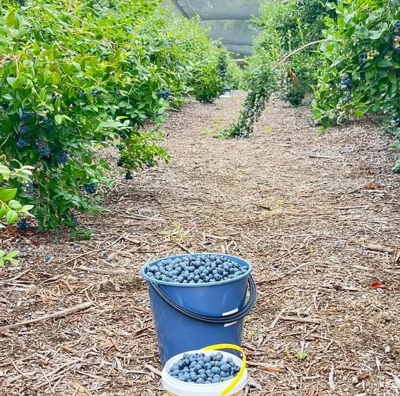 Berry Picking Experience