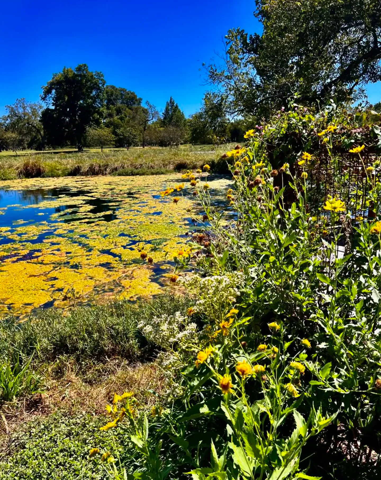 Berry Springs