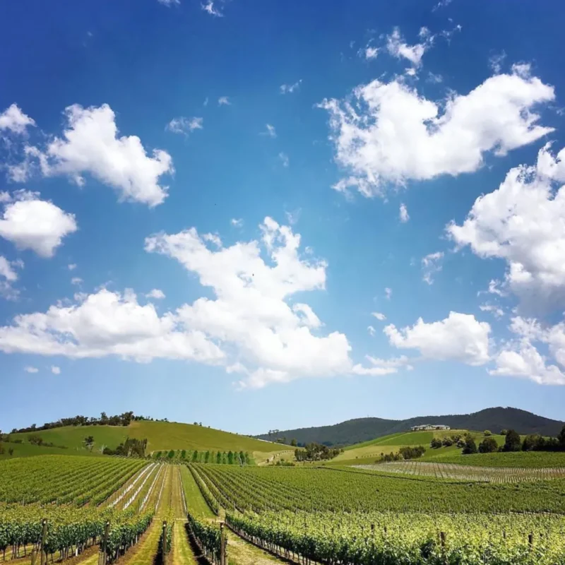 Best Cafes Wineries and Pubs for Mutts