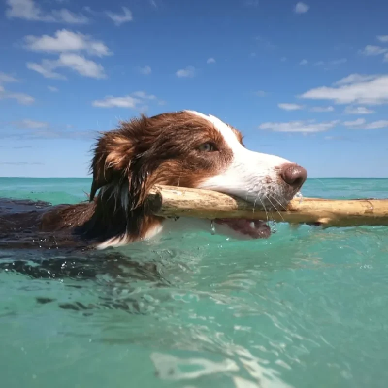 Best Phillip Island Dog-Friendly Beaches
