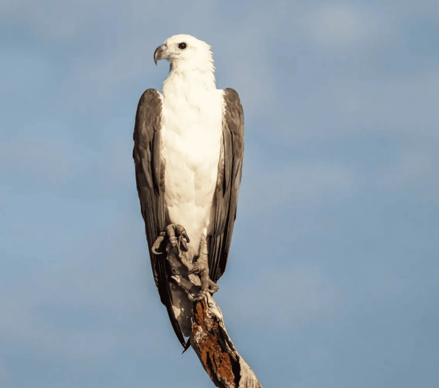 Best Places to See Wildlife in Kakadu