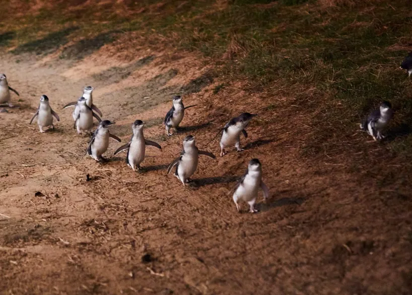 Best Time to See the Penguins