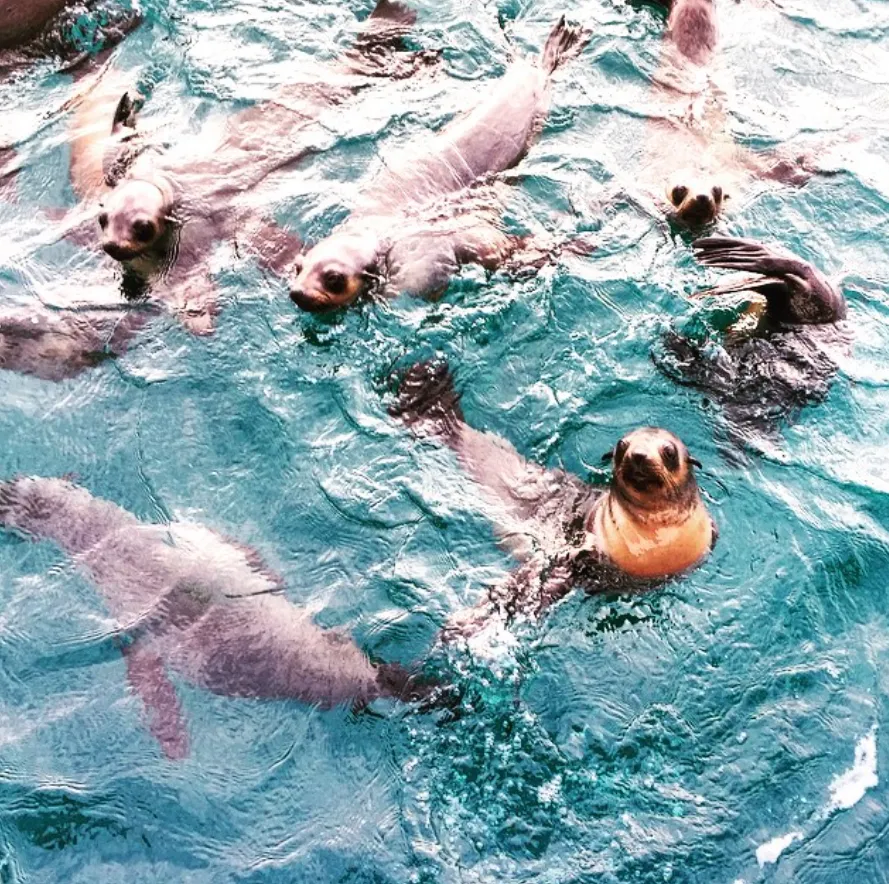 Best Time to See the Seals