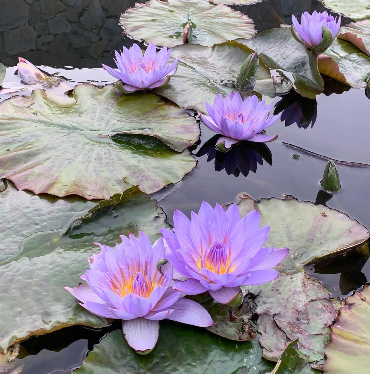 Best Time to Visit Blue Lotus Water Garden