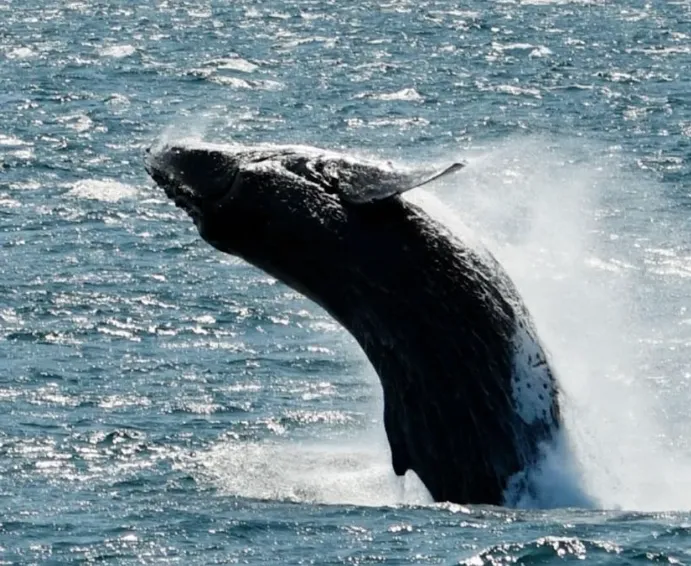 Best Whale Watching Spots along the Great Ocean Road
