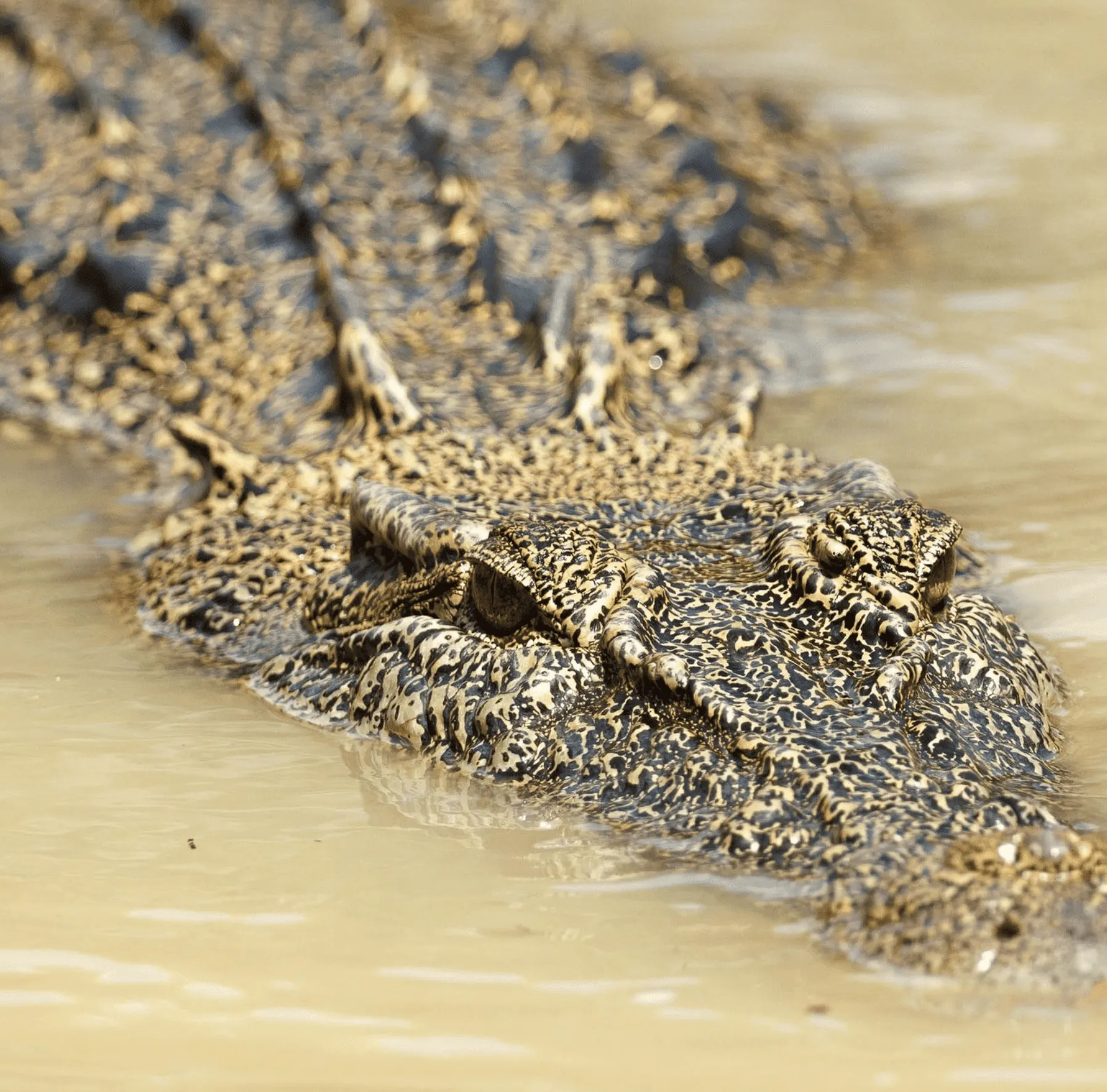 Biggest Saltwater Crocodiles