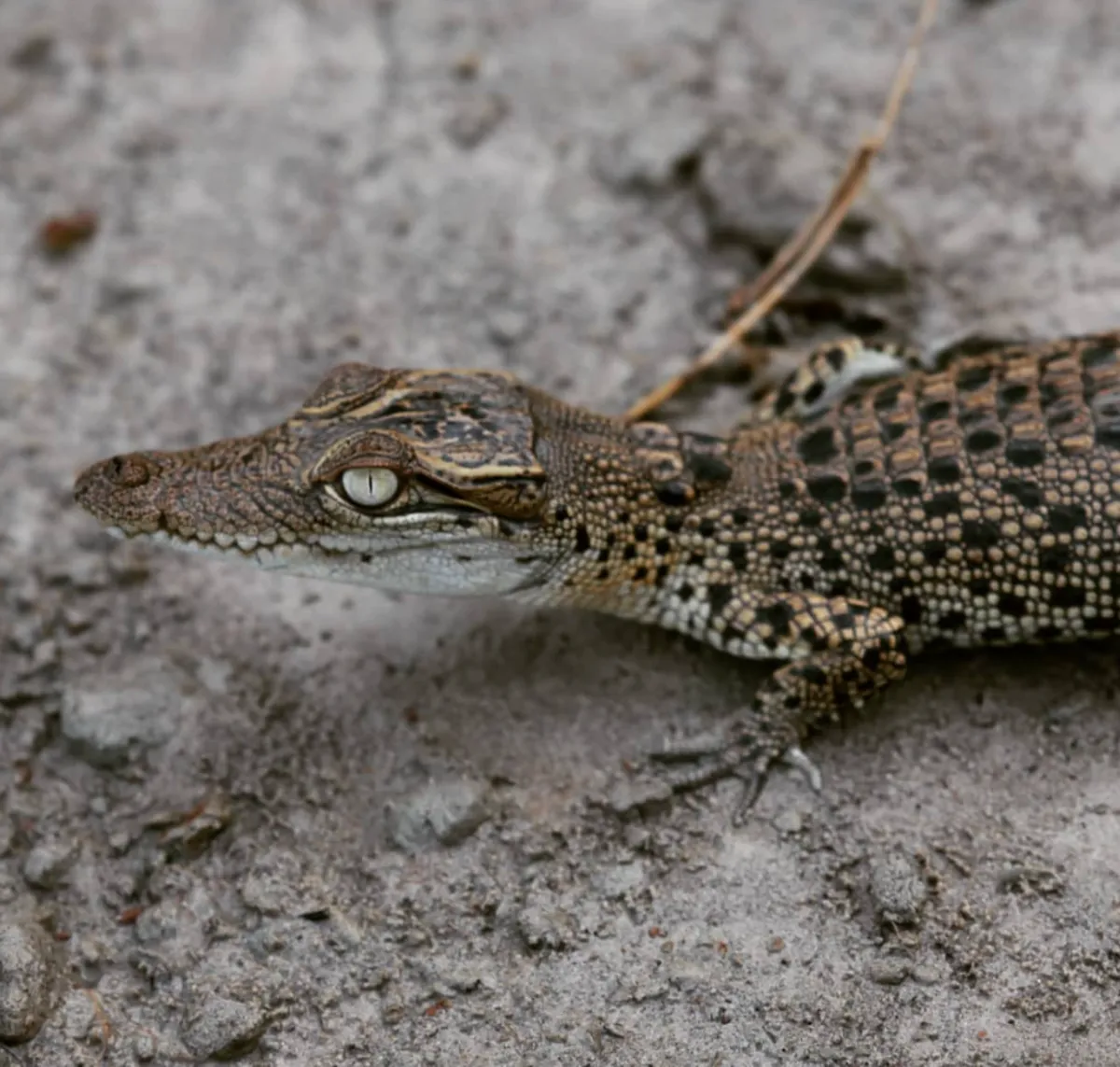 Biodiversity in the area