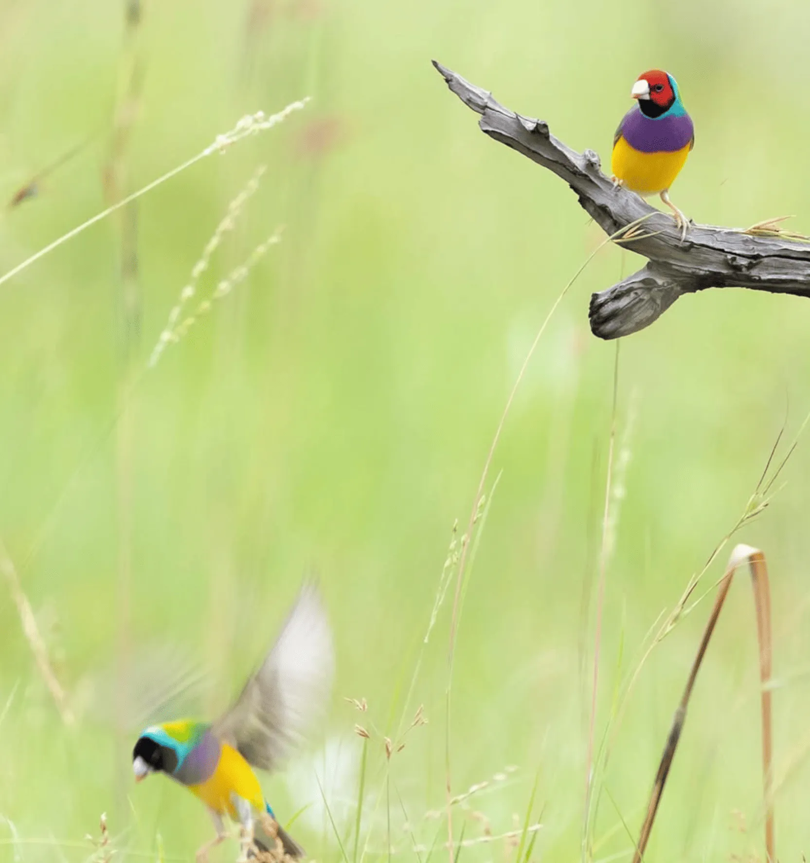 Bird Week