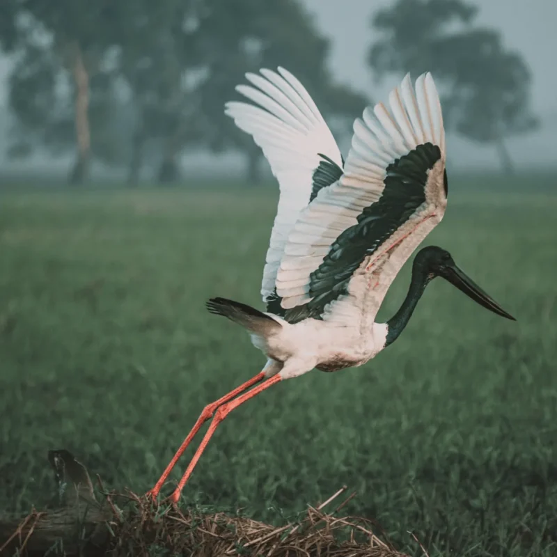 Birds of Kakadu