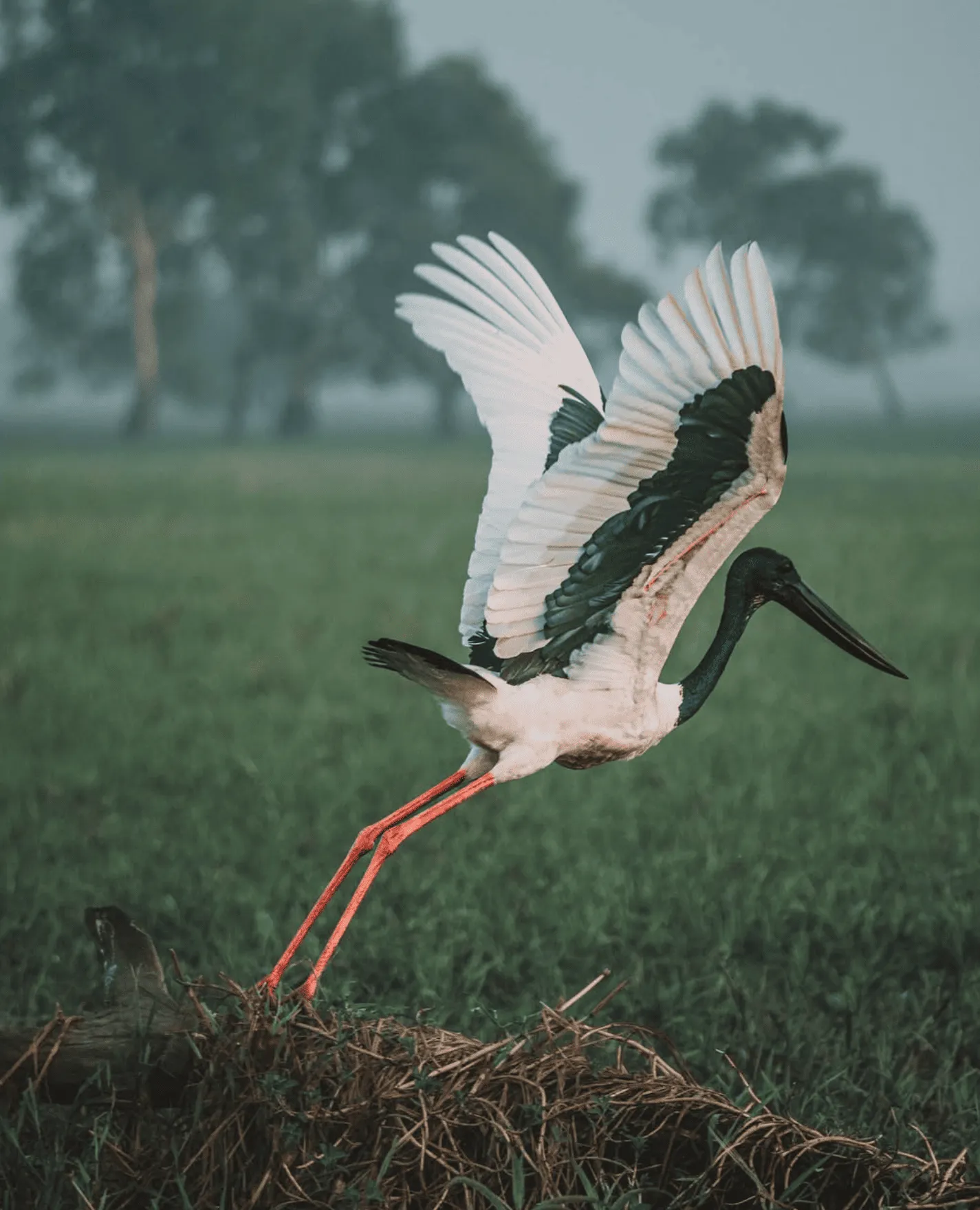 Birds of Kakadu