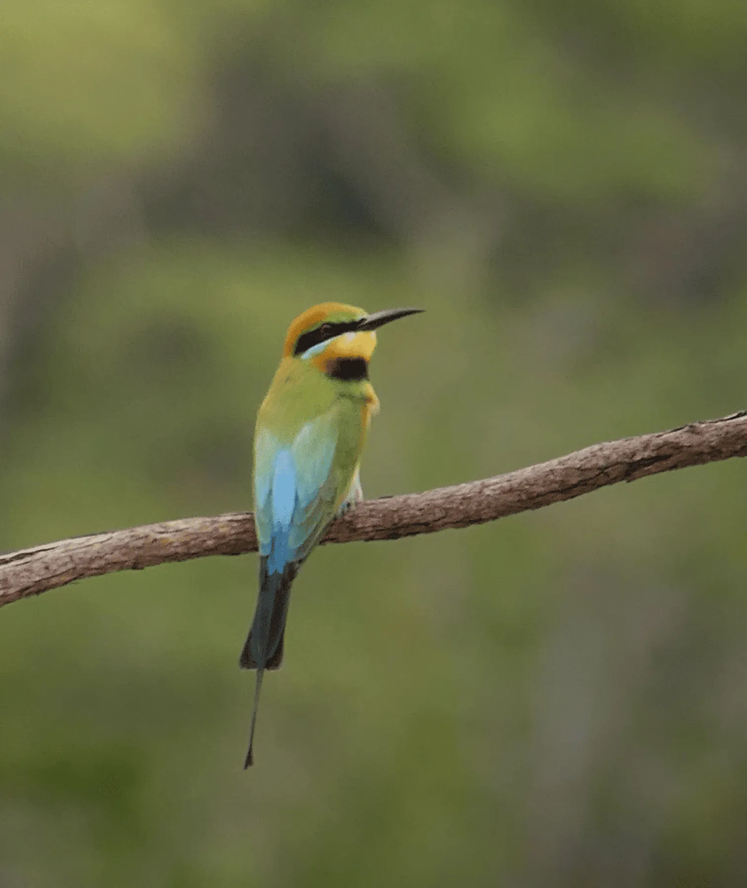 Birdwatching Tours