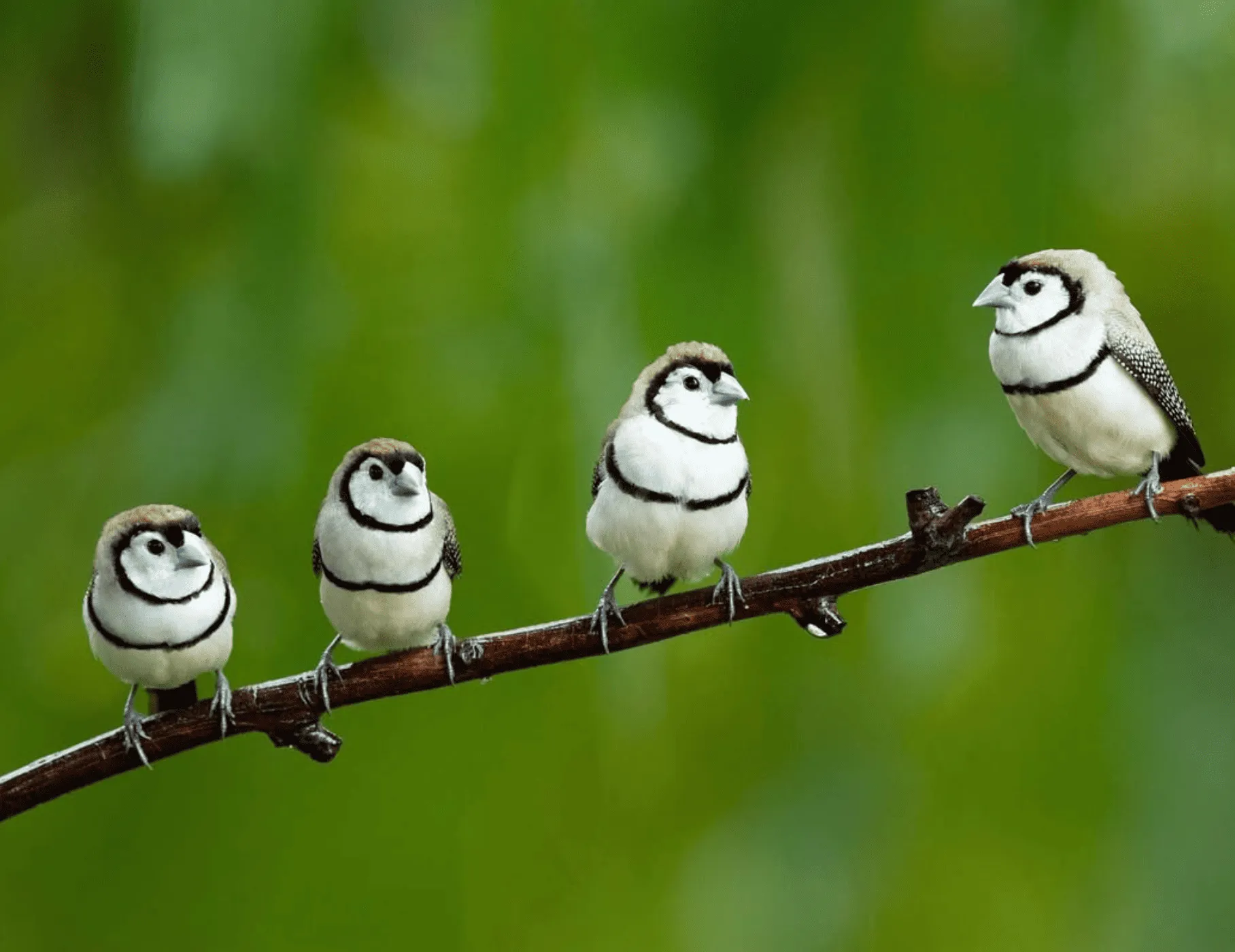 Birdwatching Tours