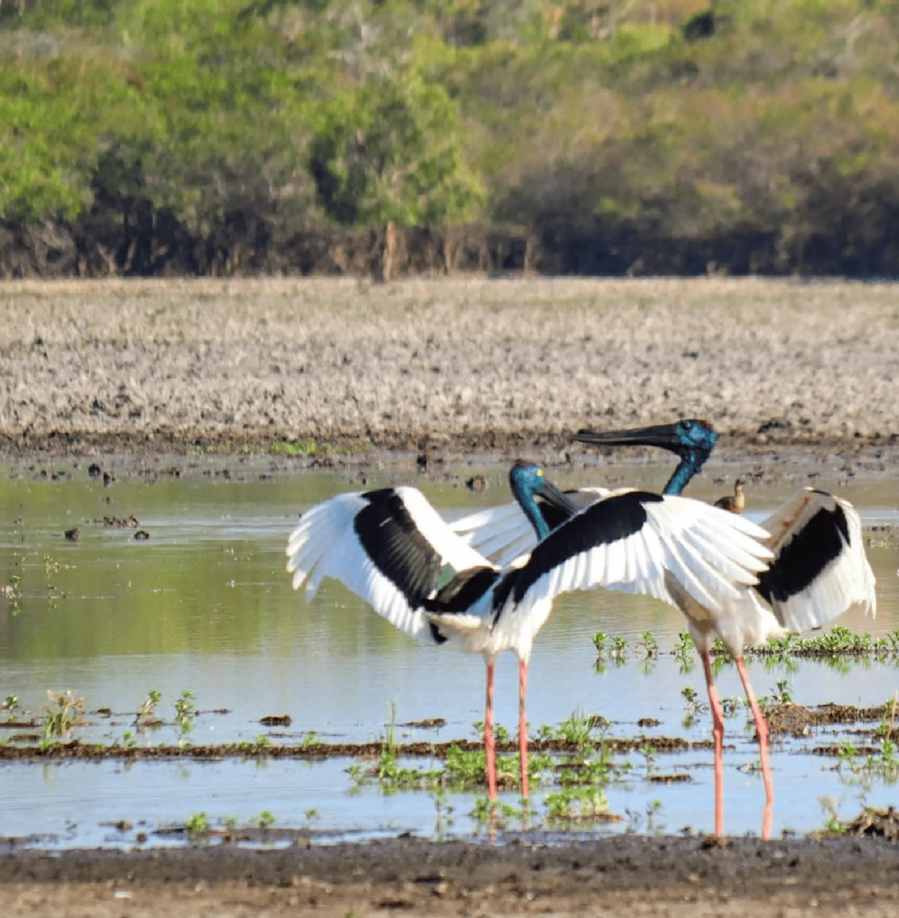 Black-necked Stork