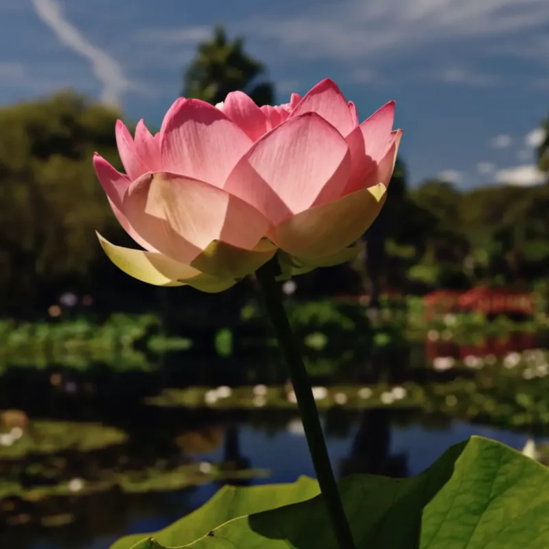 Blue Lotus Water Garden