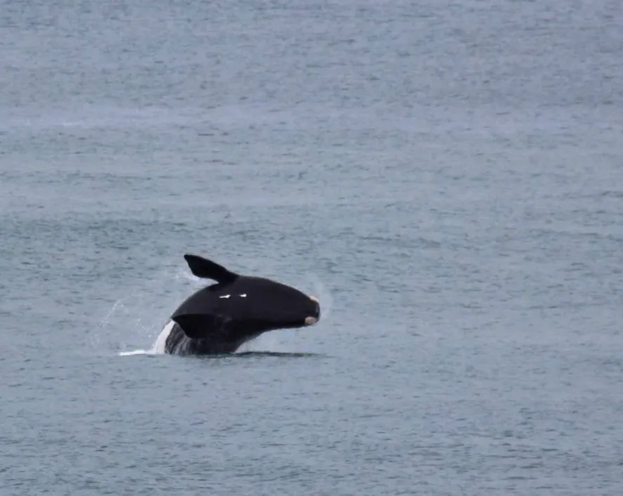 Book Your Whale Watching Flight