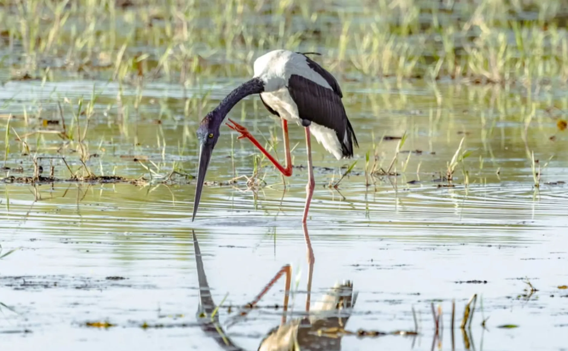 Bushwalks Birding and Beyond