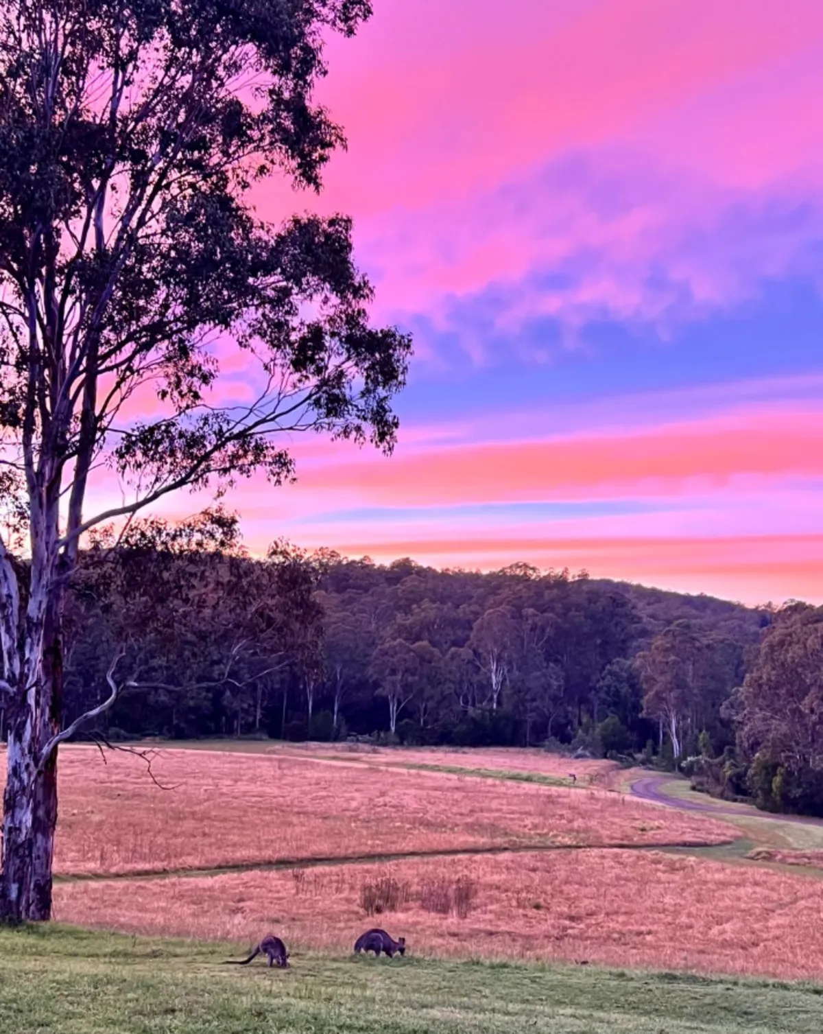 Cedars Mount View