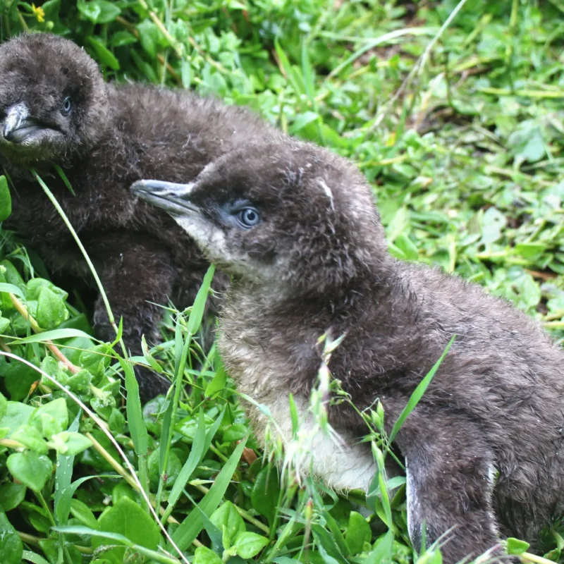 australia penguins