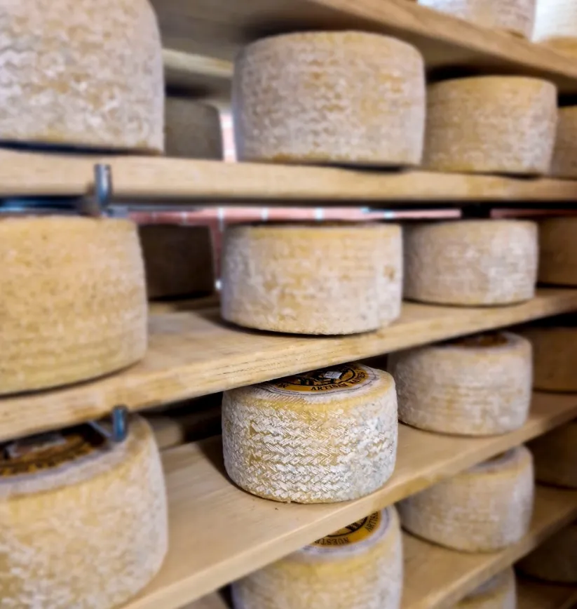 Chocolate Factory Cheese