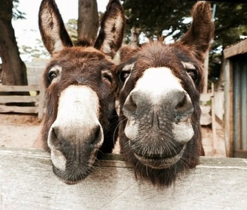 Churchill Island Walks