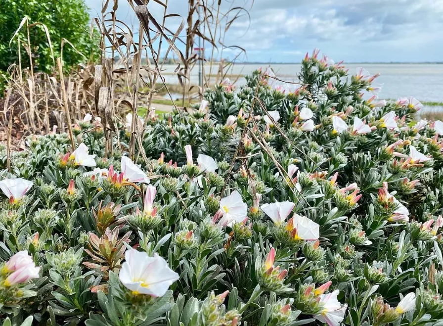 Colac Botanic Gardens