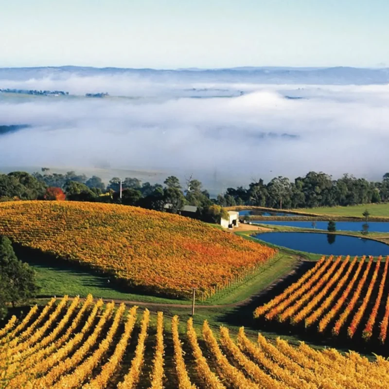 Coldstream Hills