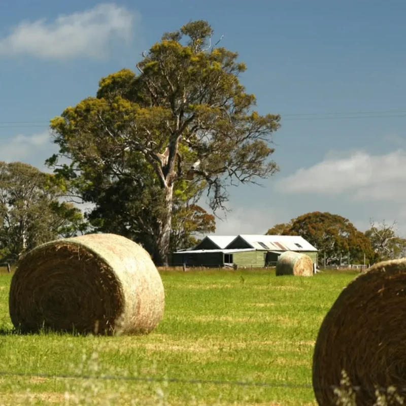 Coleraine, Grampians