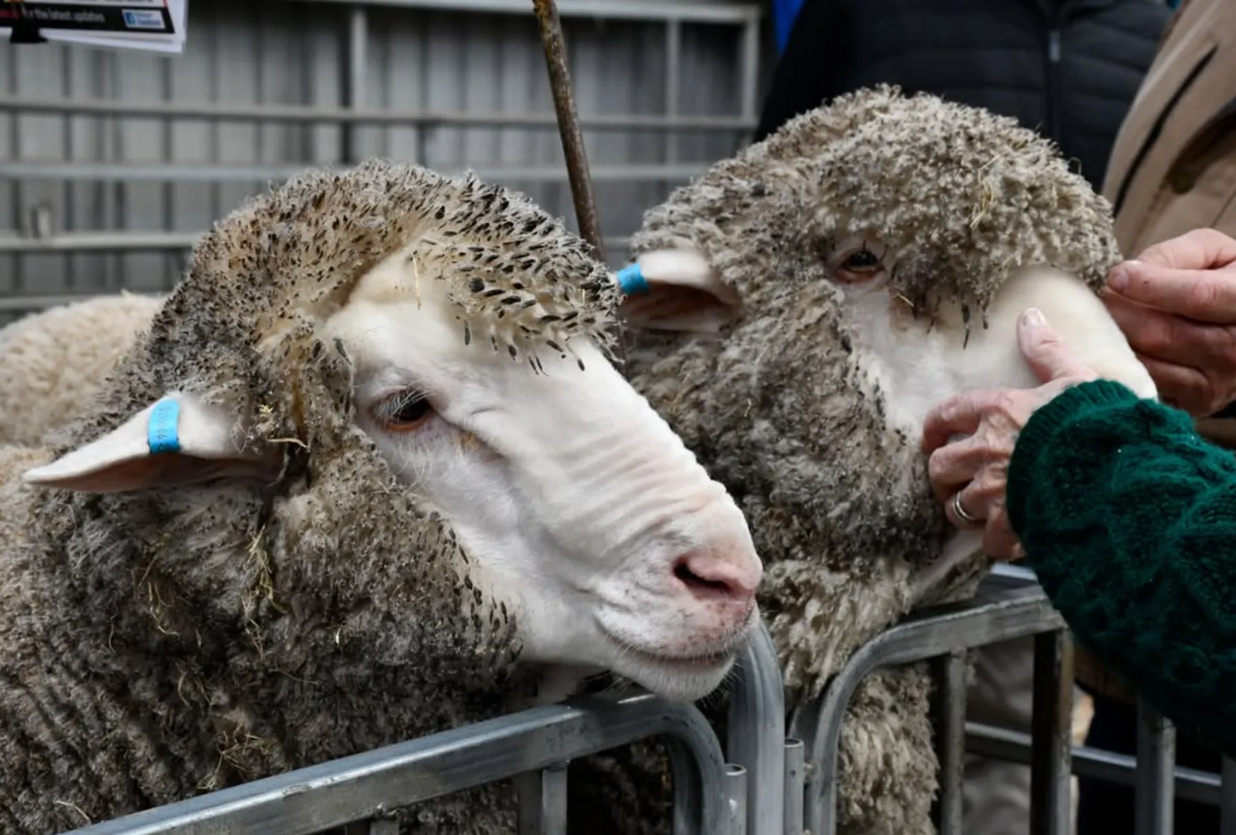 Coleraine Sheep Show