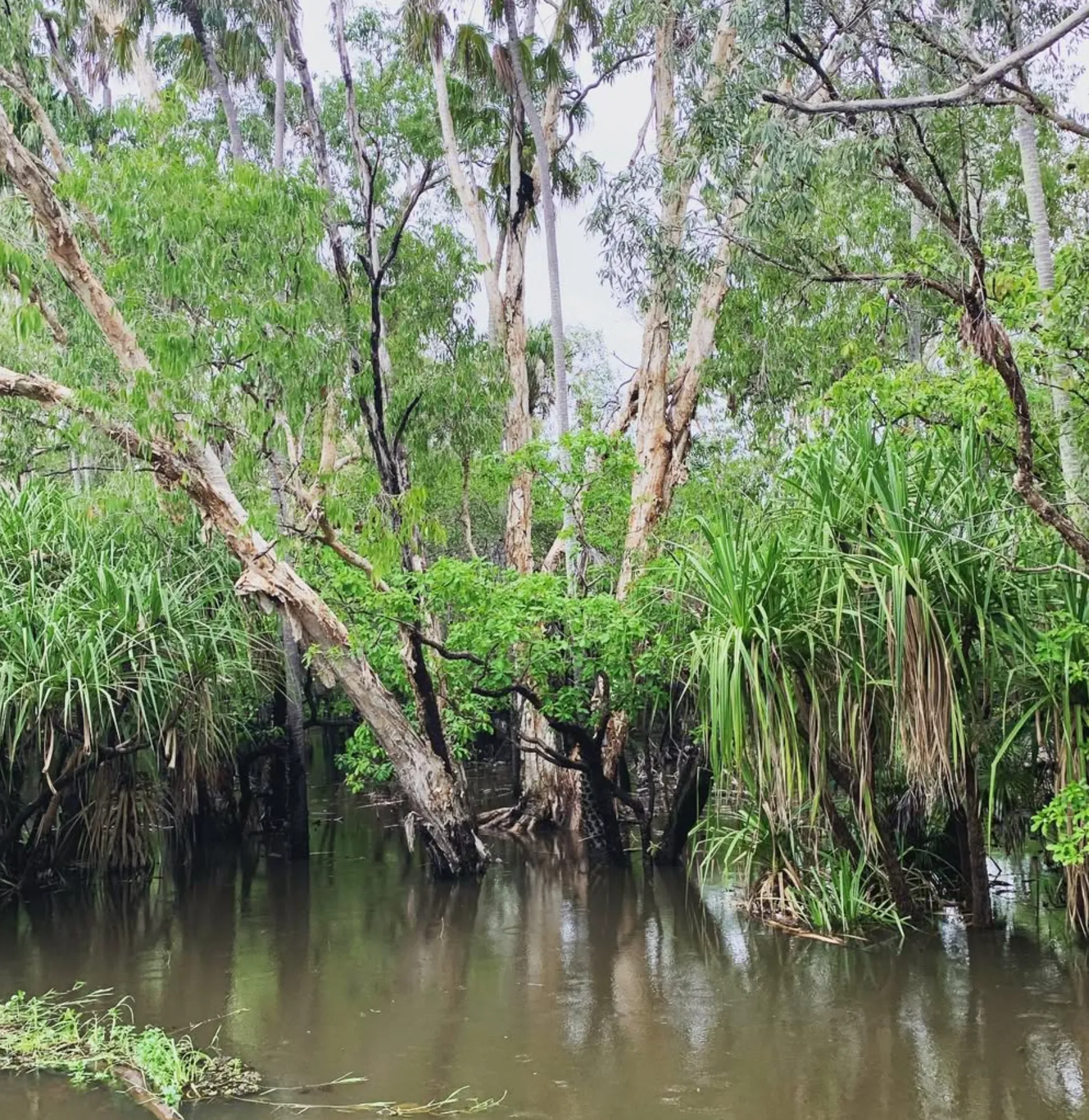Corroboree Billabong