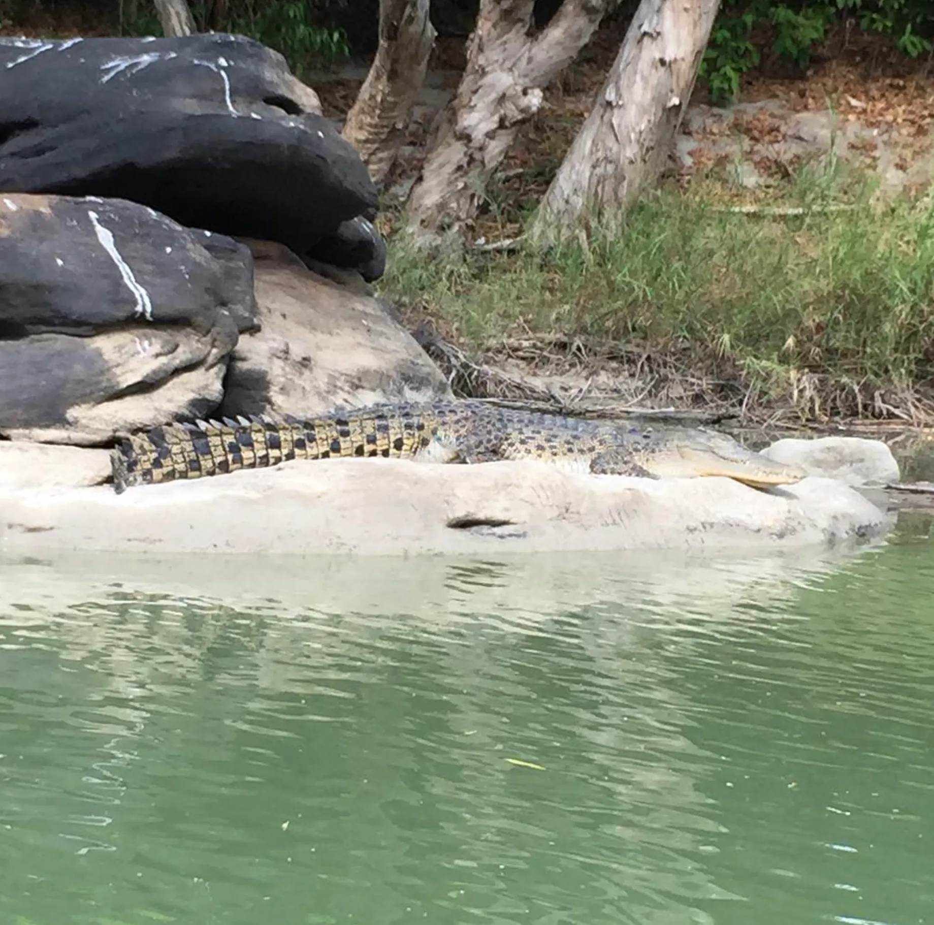 Croc Spotting