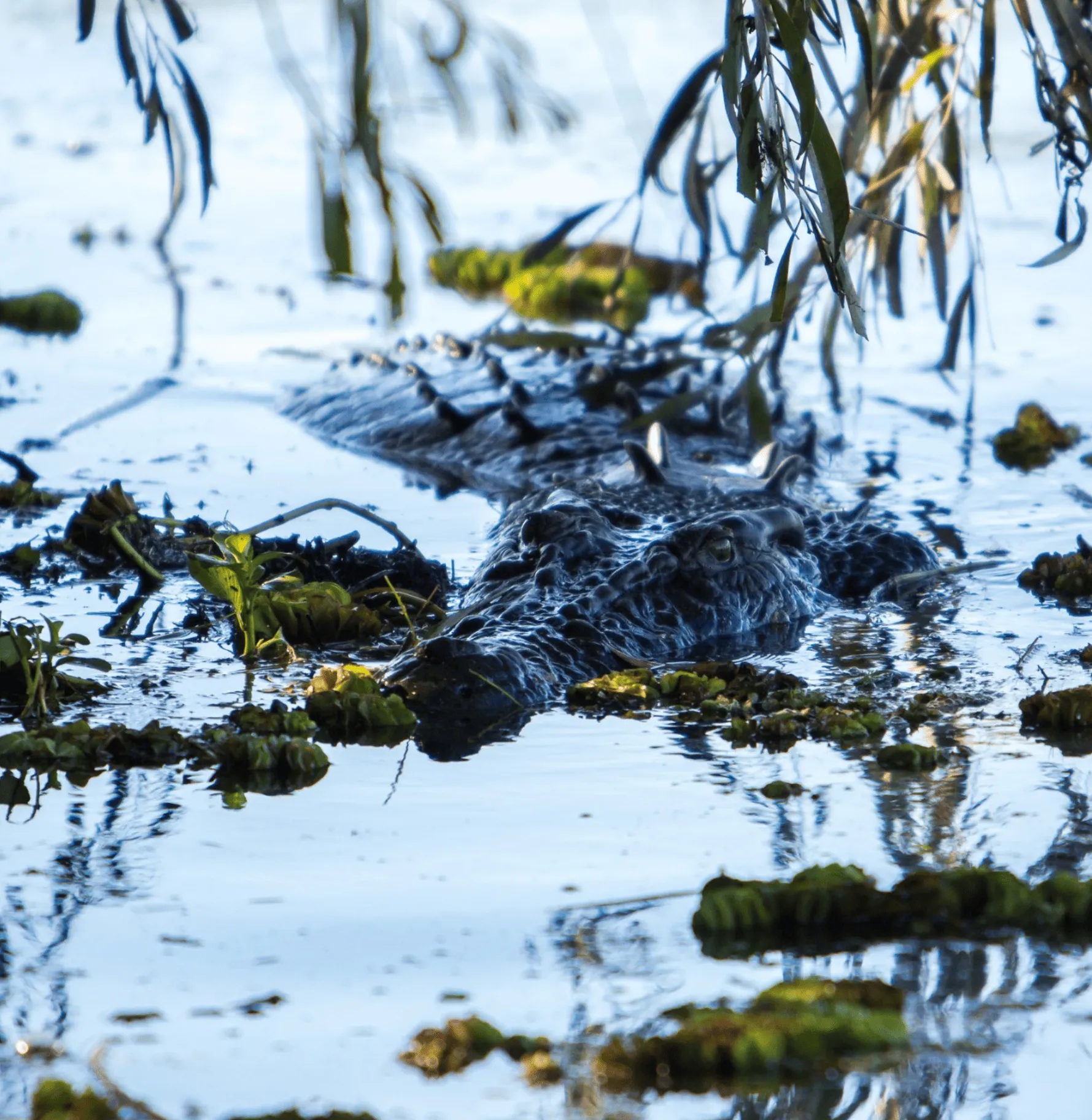 Crocodile Conservation
