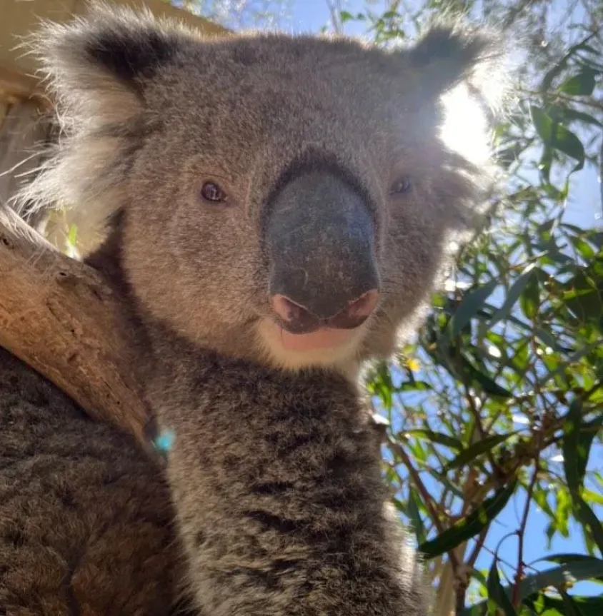 Cuddle A Koala