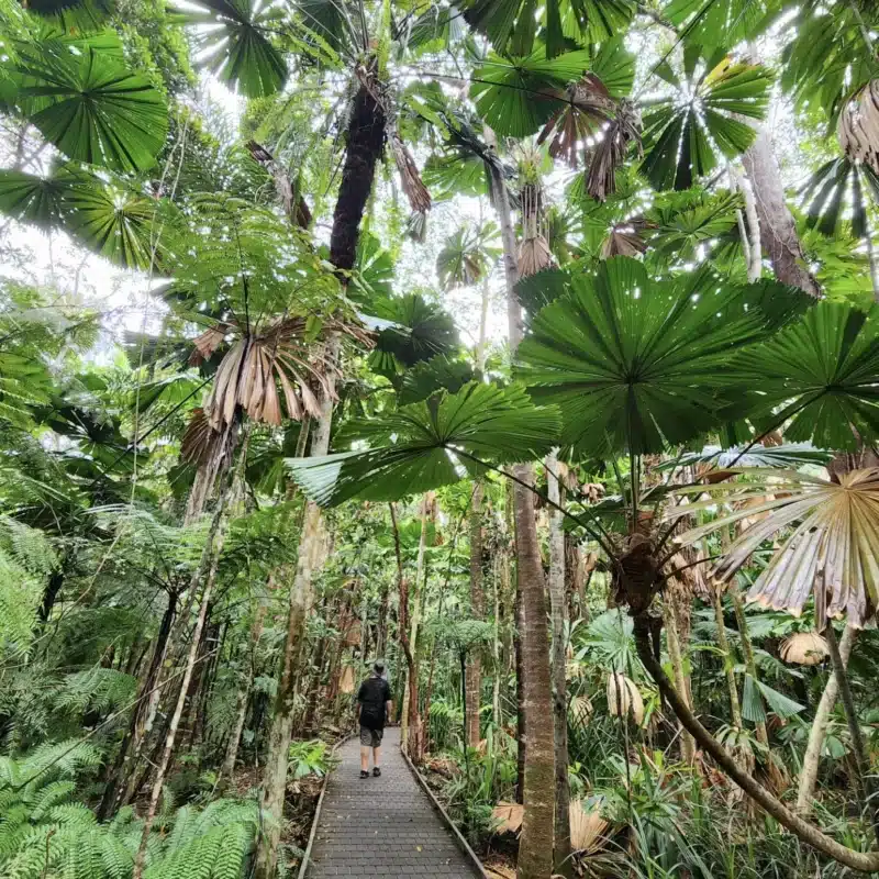 Daintree Rainforest