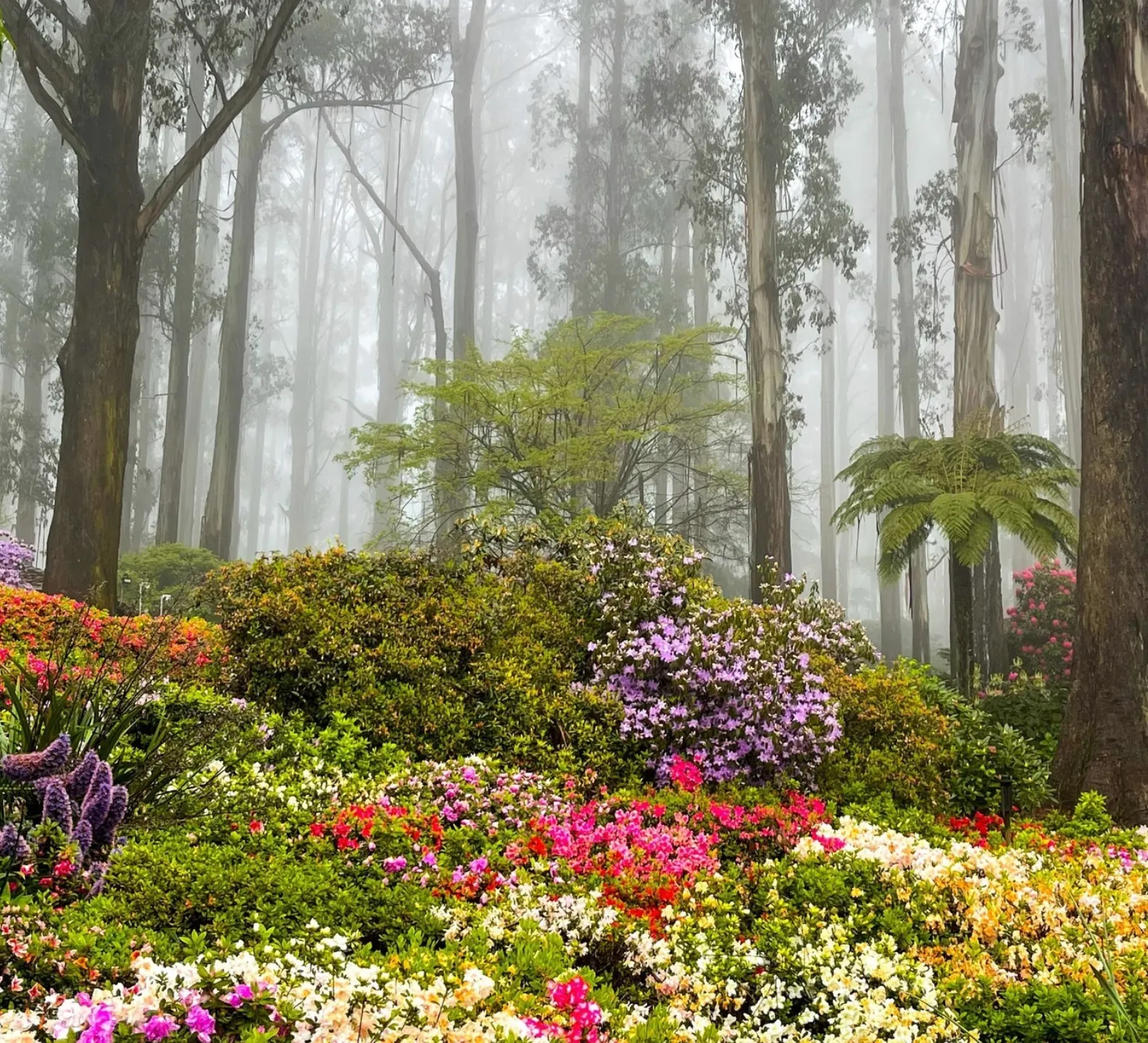 Dandenong Ranges